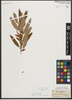 Foto von Salix triandra subsp. amygdalina (L.) Schübl. & G. Martens